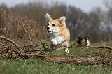 CORGI PEMBROKE 865